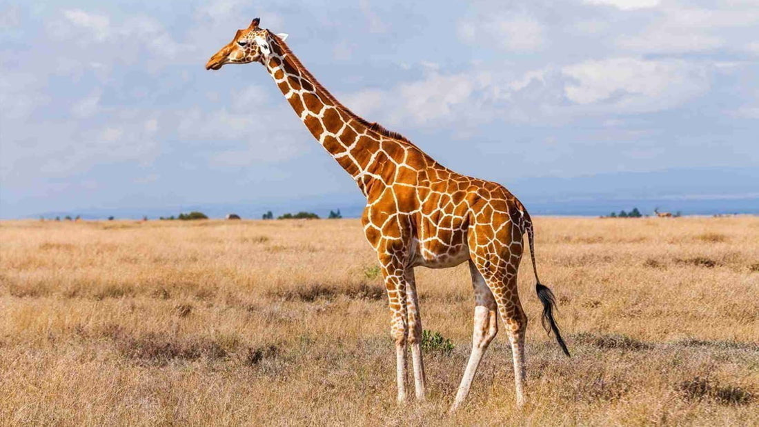 La Girafe : Une Espèce Menacée qui Reprend de la Hauteur