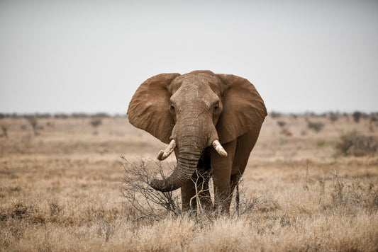 Les Éléphants : Des Géants Majestueux en Danger