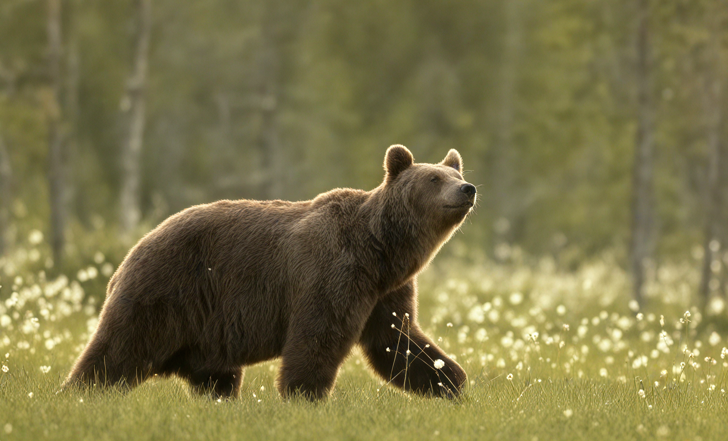L'Ours Brun : Légende Vivante ou Fantôme de Nos Forêts ?