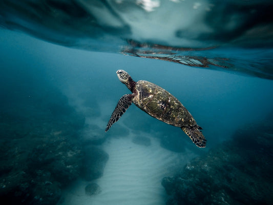 Les Tortues Marines : Survivantes des Océans en Danger