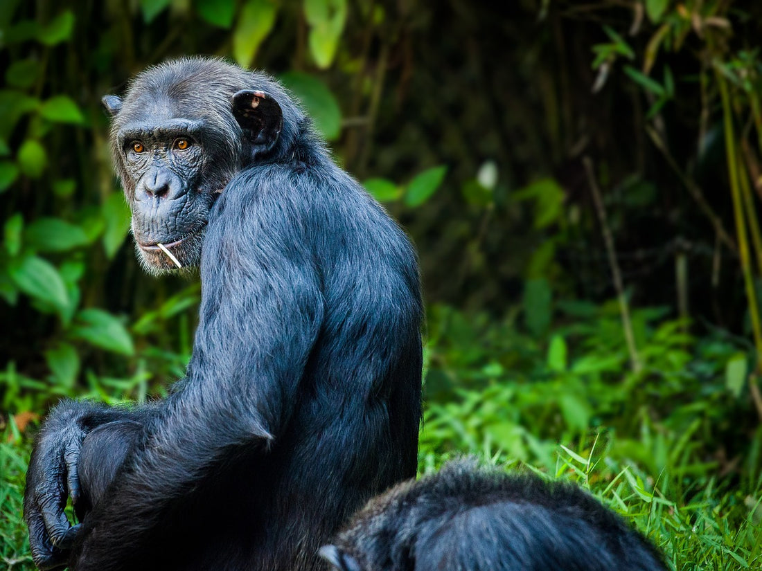 Les Chimpanzés : Nos Cousins de la Jungle