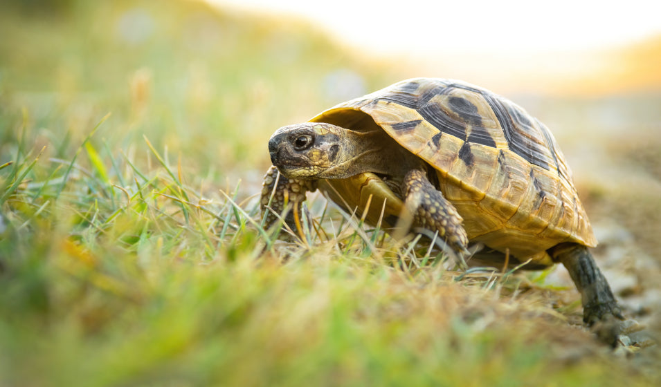 Tortugas terrestres y de agua dulce: un tesoro amenazado de desaparecer