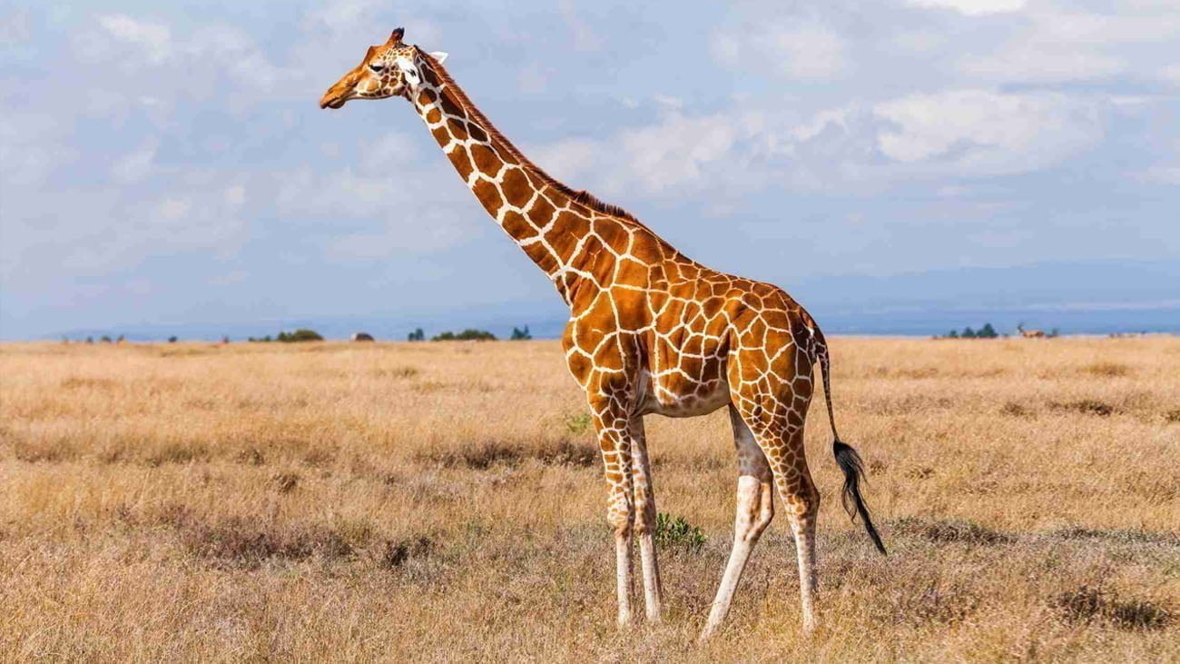 La Girafe : Une Espèce Menacée qui Reprend de la Hauteur