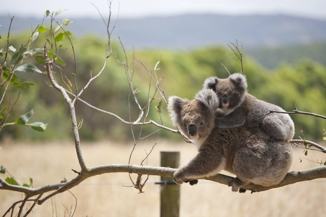 Le Koala : Symbole Australien en Danger