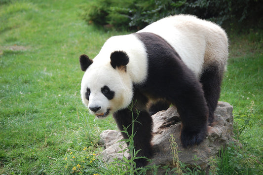 Le Panda Géant : Emblème de la Conservation et Trésor Mondial