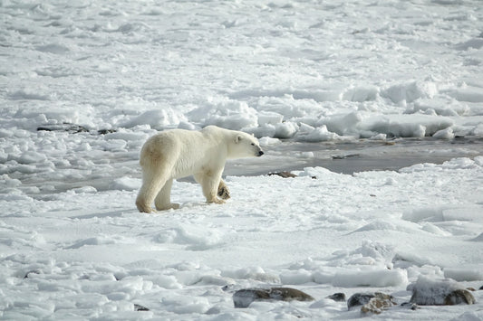 L’Ours Polaire : Un Prédateur Majestueux Face aux Changements Climatiques