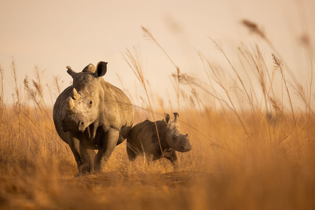 Le Rhinocéros : Un Géant Menacé Pour Sa Corne Précieuse