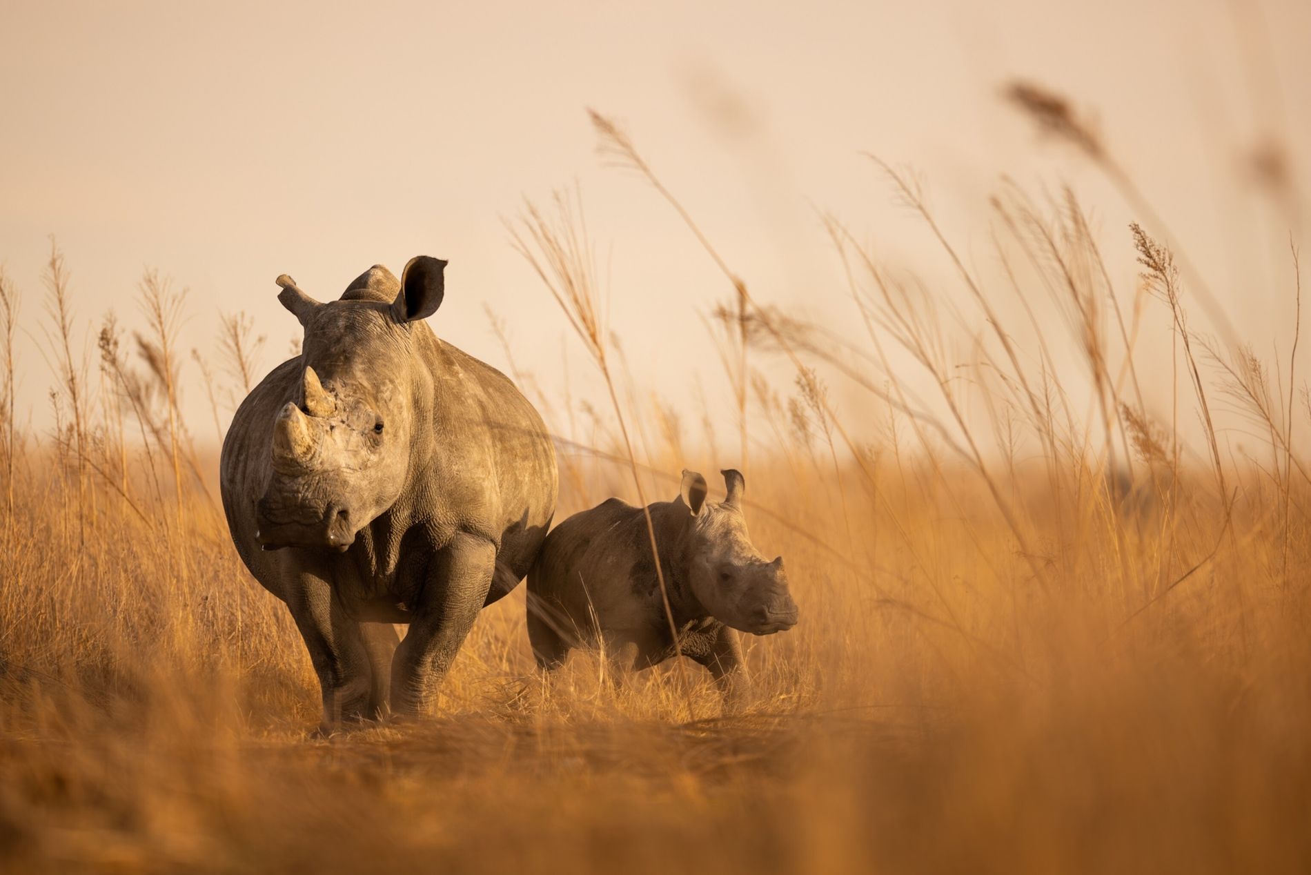 Le Rhinocéros : Un Géant Menacé Pour Sa Corne Précieuse