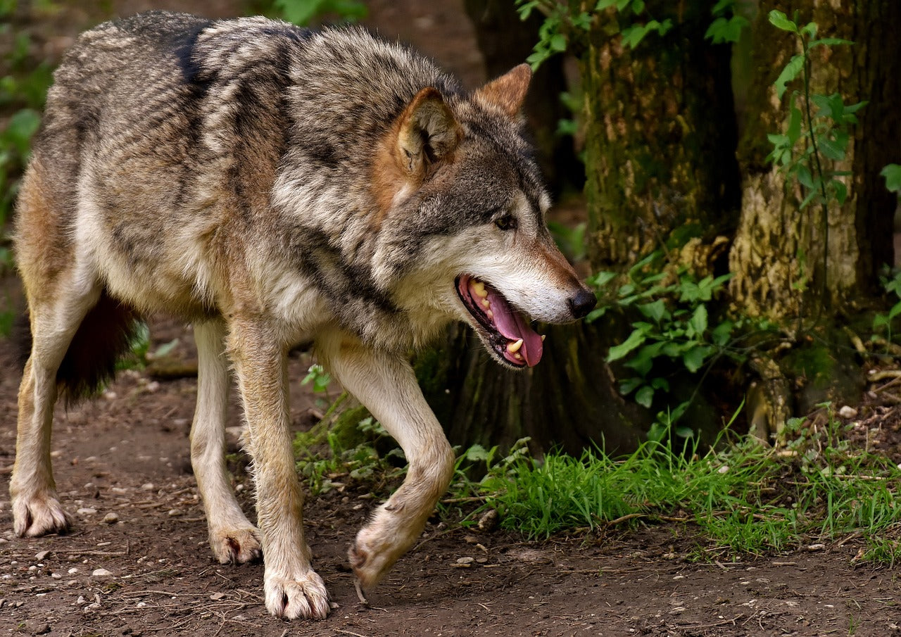 Le Loup en France : Entre Fascination, Menaces et Coexistence